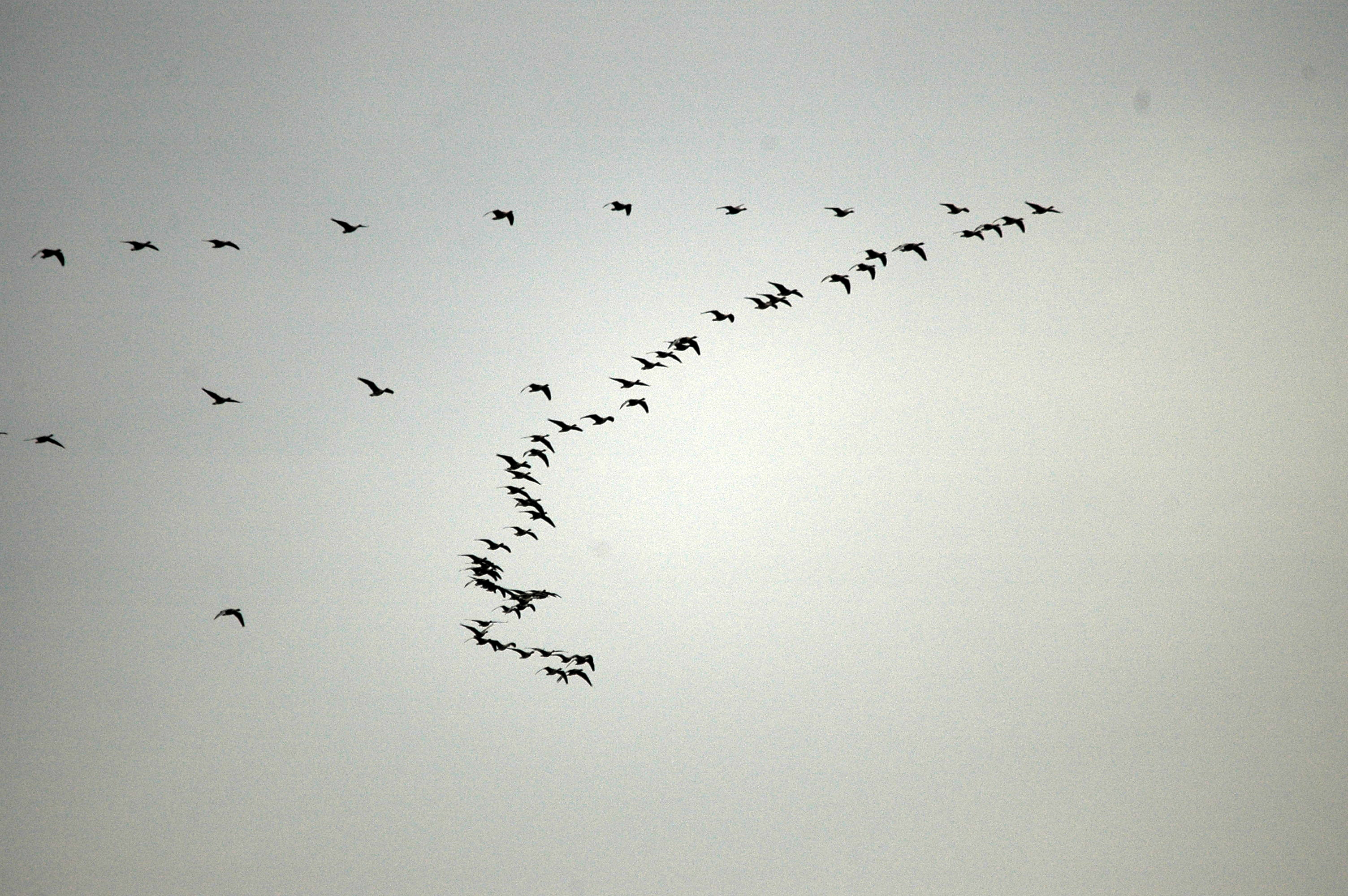 photos/wildlife/Bird_Species/029-Swans-Geese-Typical_ducks/0454-Pink-footed Goose/DSC_3655.JPG